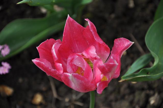 min 2013 05 06 bagatelle 106